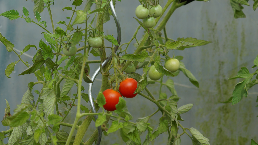 Tomaten im Zelt