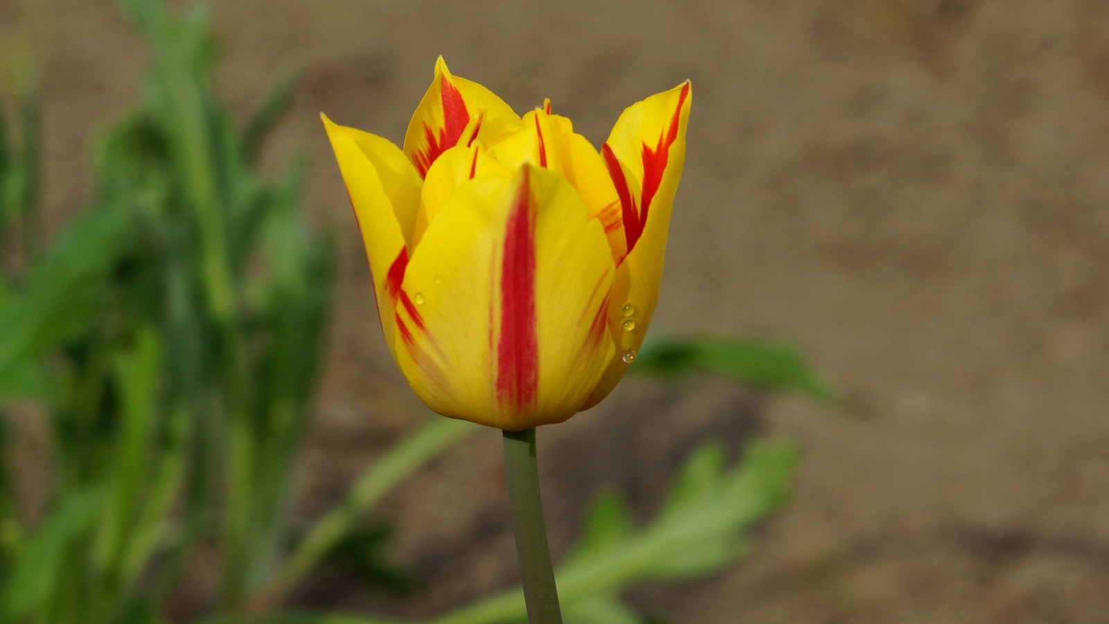 Tulpe