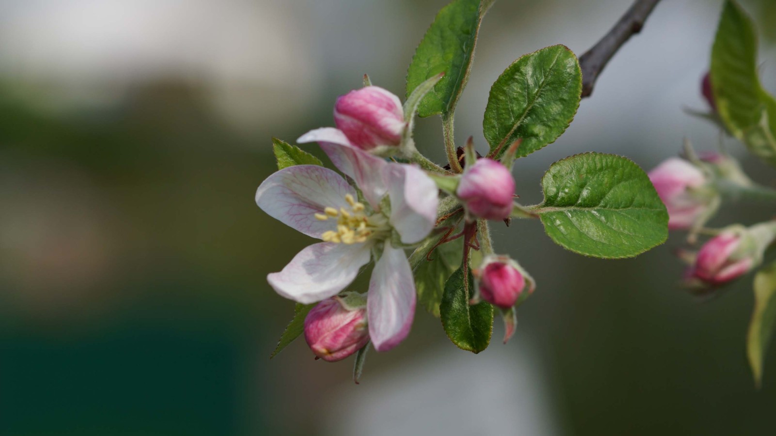 Apfelblüte