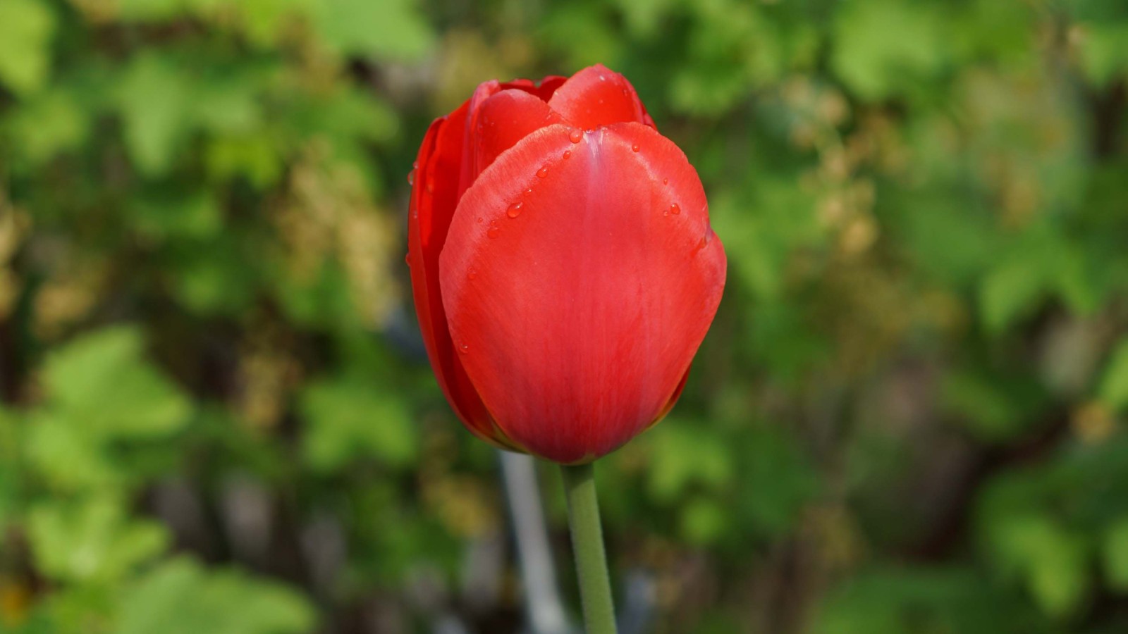 Tulpe