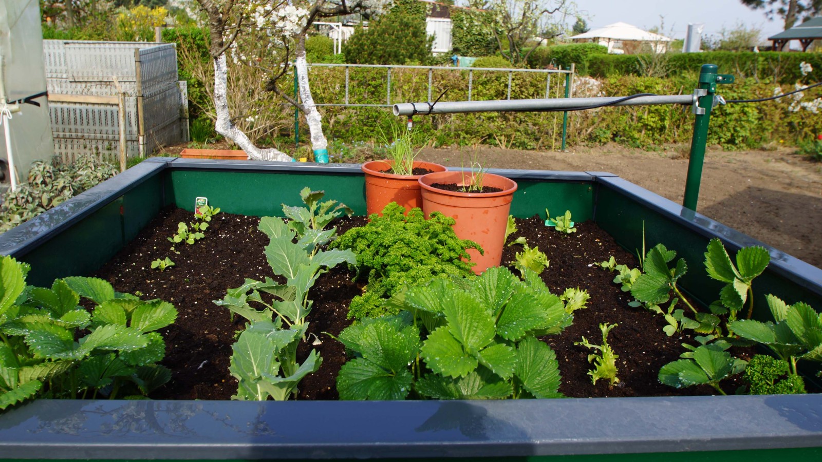 Hochbeet mit Erdbeerpflanzen im Vordergrund, dahinter Petersilie, daneben Kolrabipflanzen