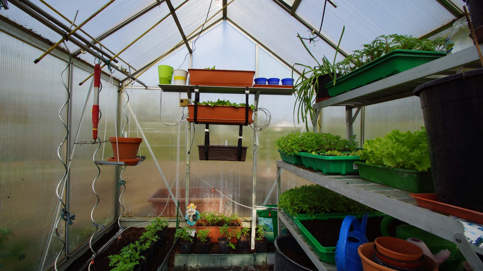 Gewächshaus beflanzt mit Salate und junge Studentenblumenpflanzen