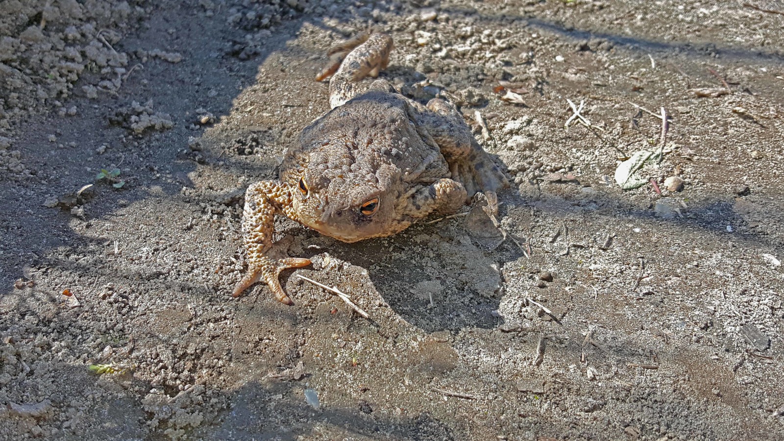Emma hat mein Gewächshaus verlassen. Sie hat bestimmt Frühlingsgefühle!