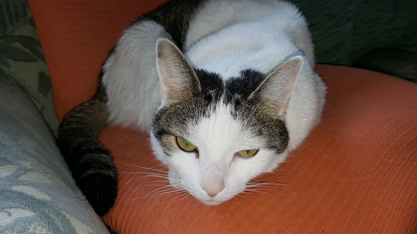 Ein alter Herr spitzt seine Ohren!