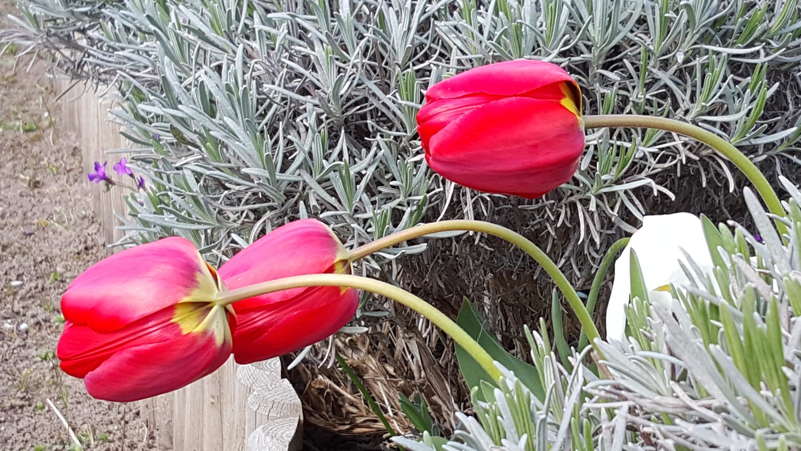 Tulpen mit hängenden Köpfen - es ist einfach zu kalt