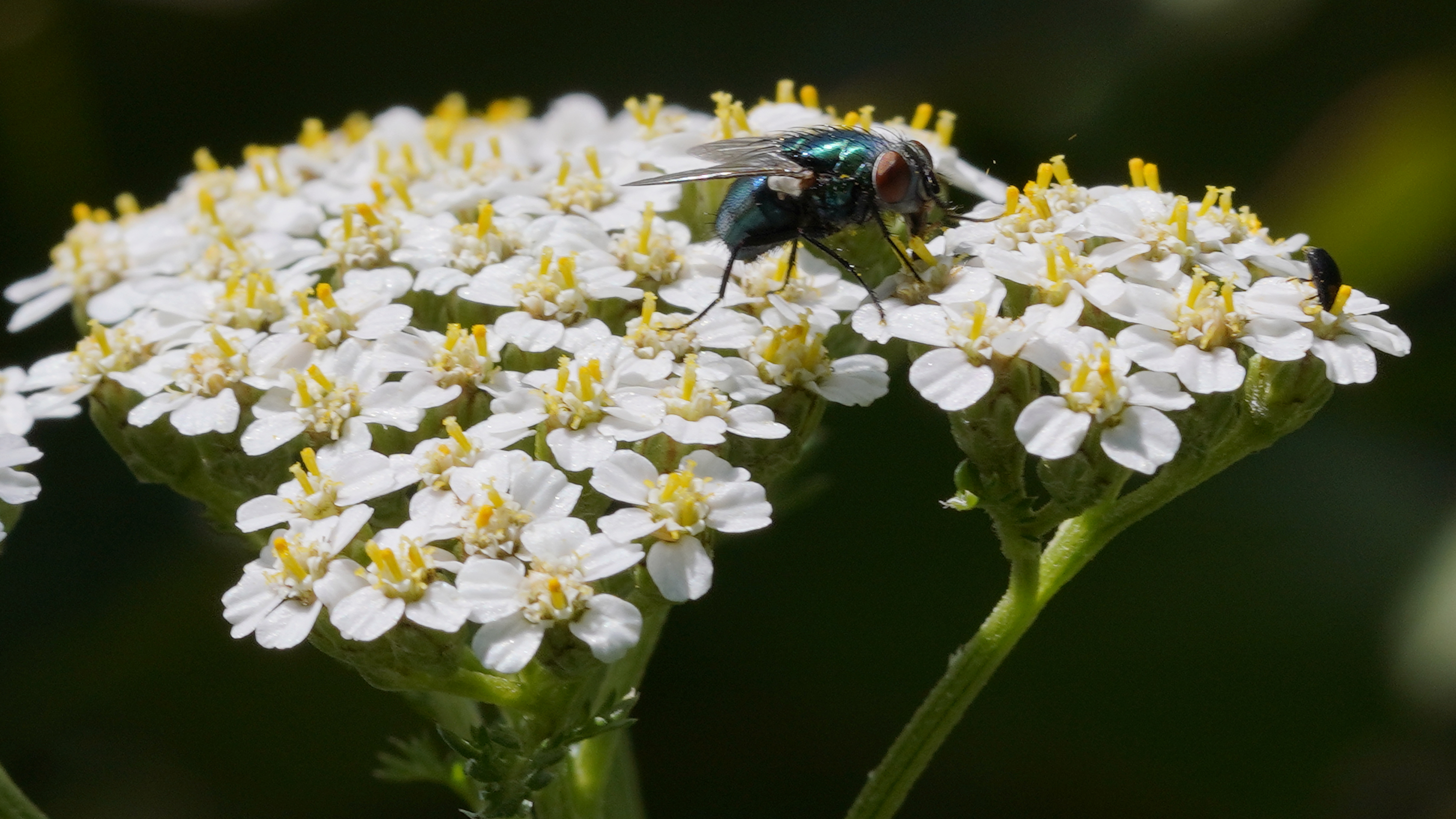 Die Schafgarbe hat Besuch