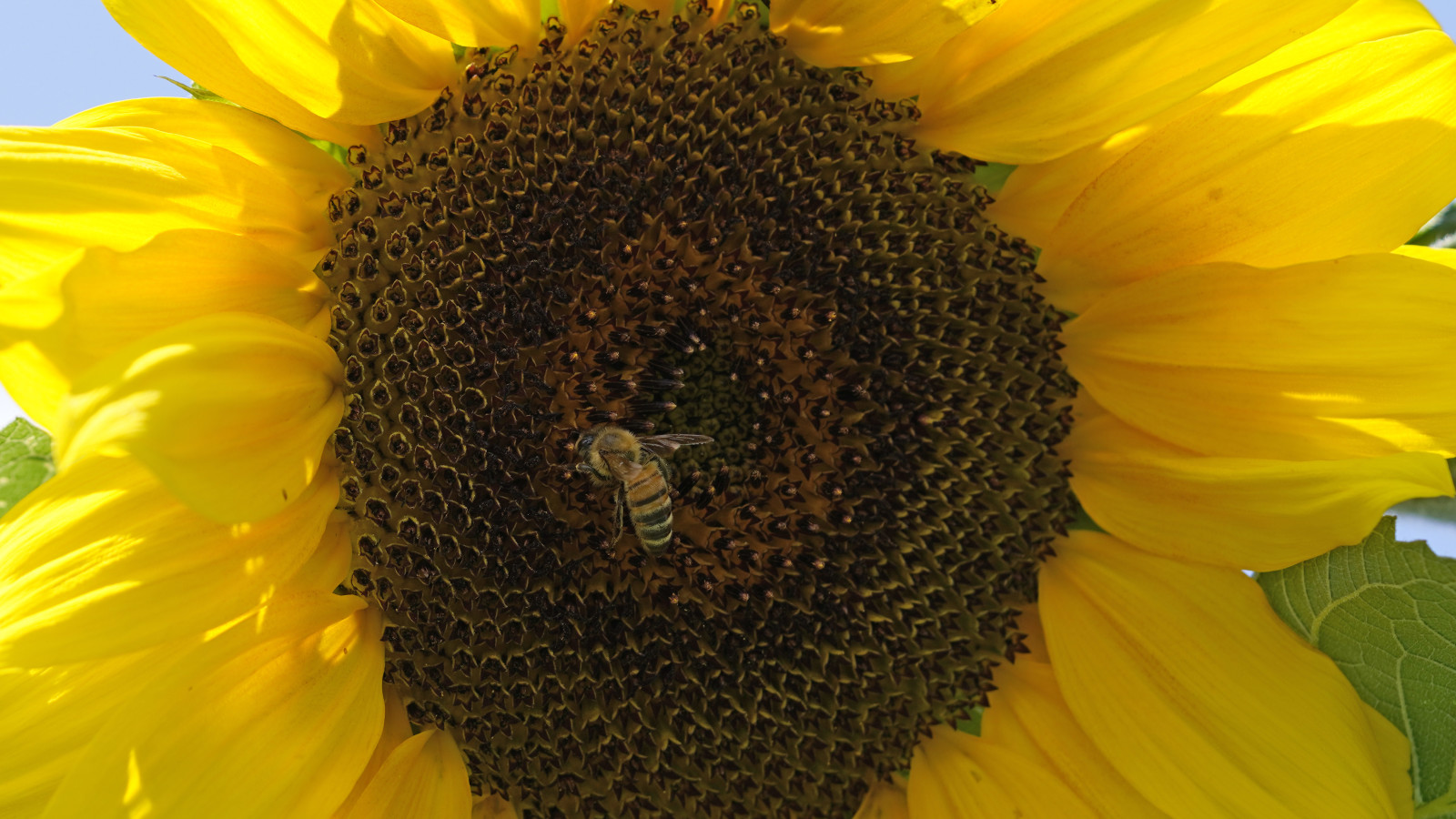 Im Kernschatten der Sonnenblume