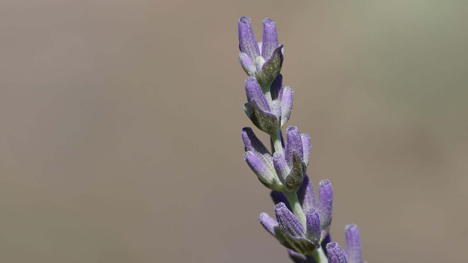 Lavendel vor der Blüte