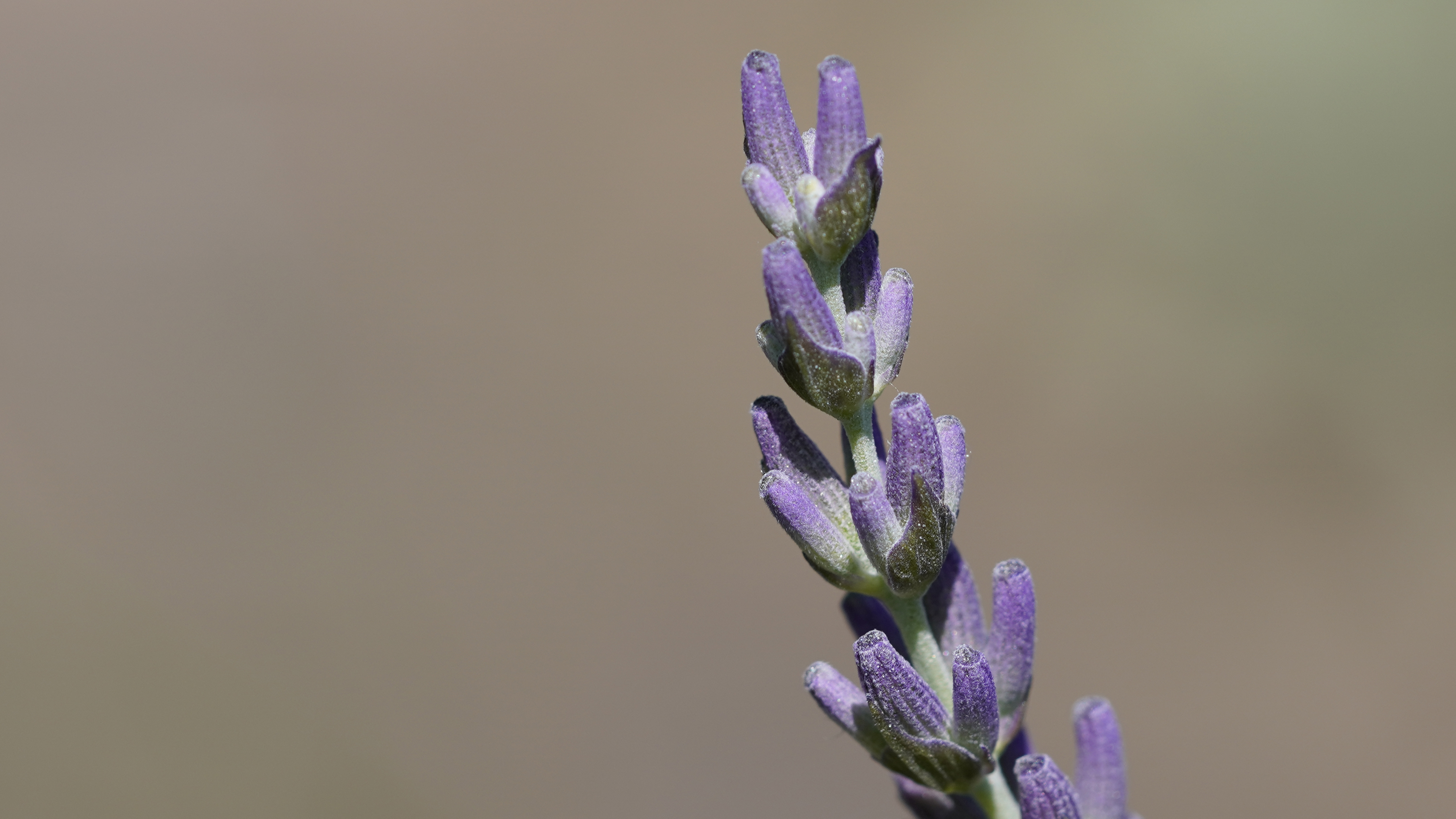 Lavendel vor der Blüte