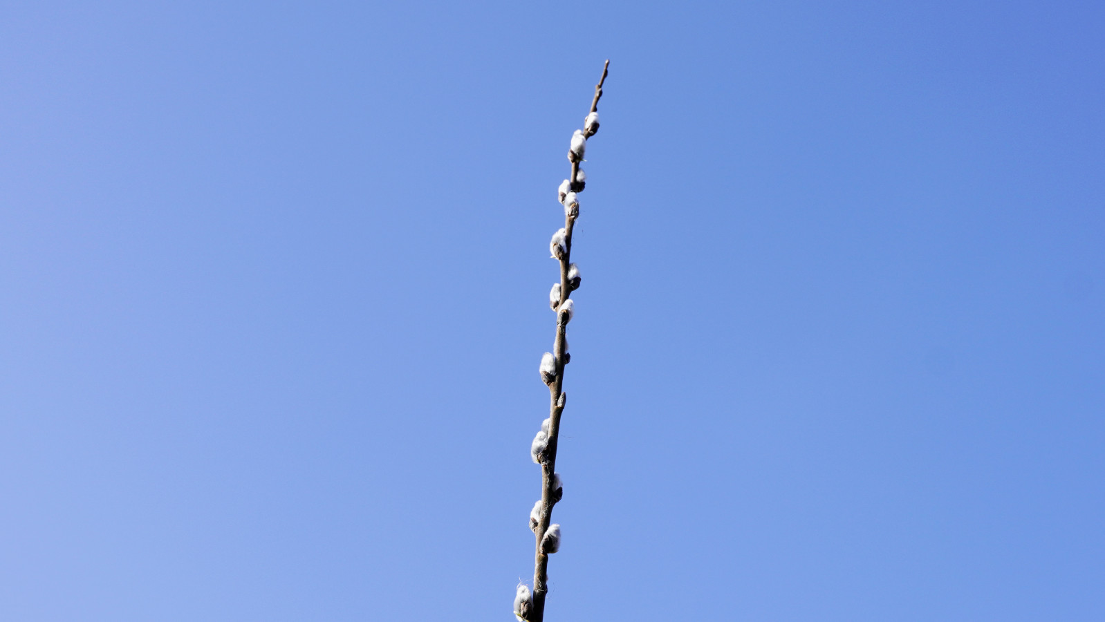 _DSA5494