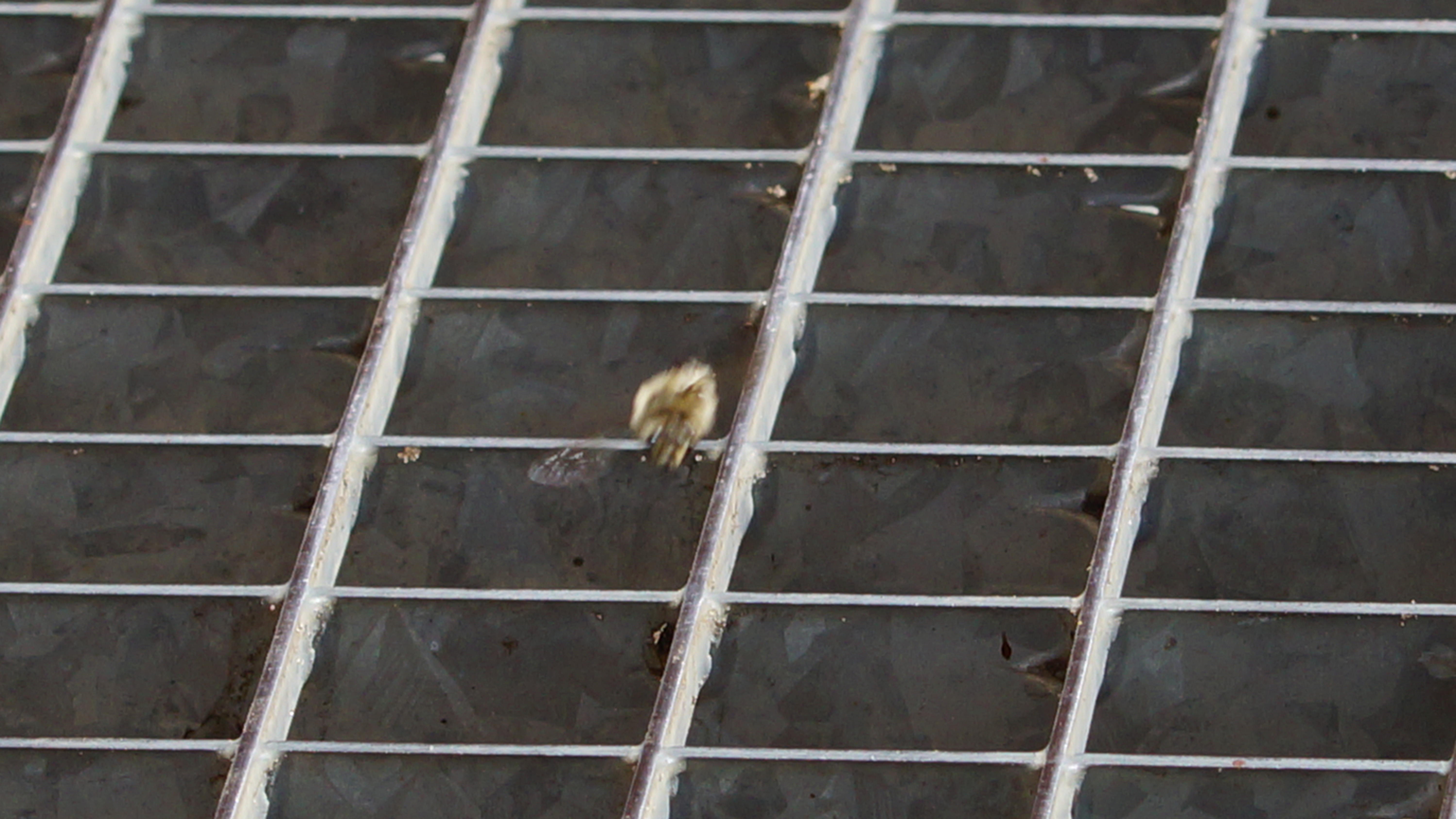 Eine Wildbiene taucht durch das Gitter des Fußabtreters in ihren Bau ab.