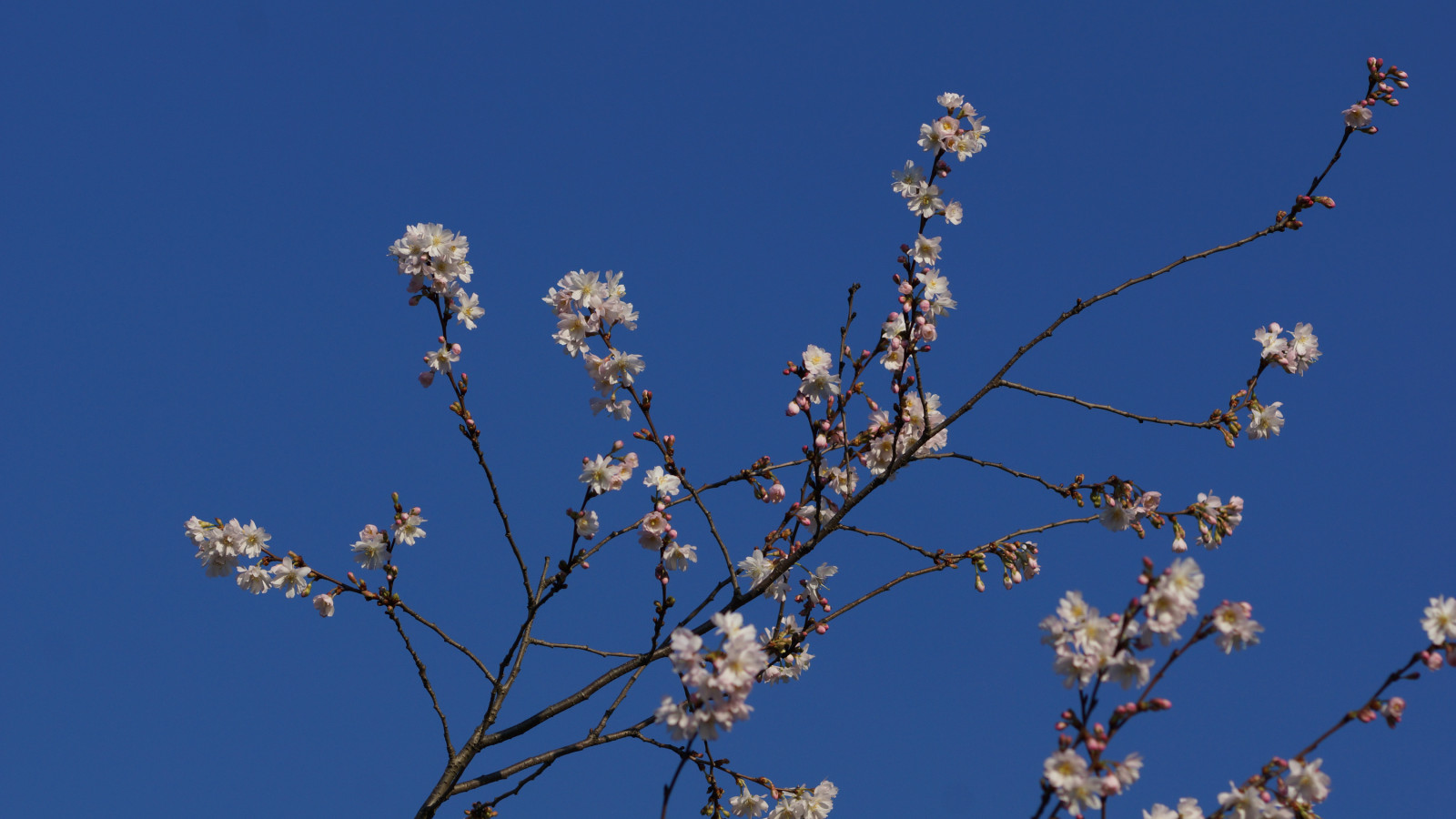 Blüten im Dezember