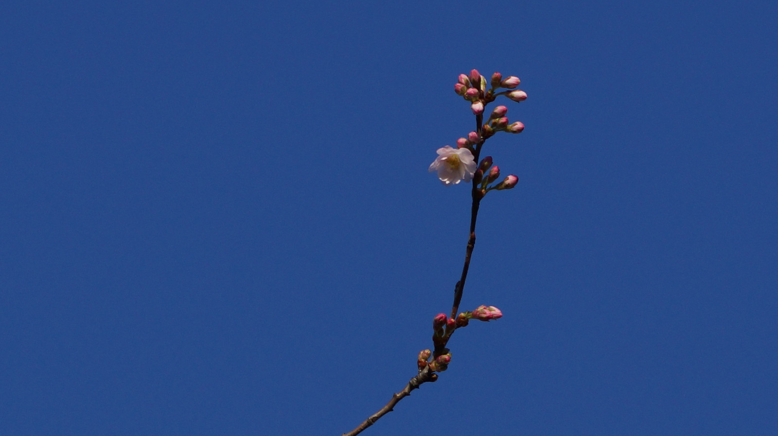 Blüten im Dezember