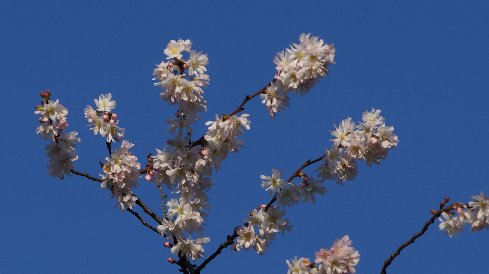 Blüten im Dezember