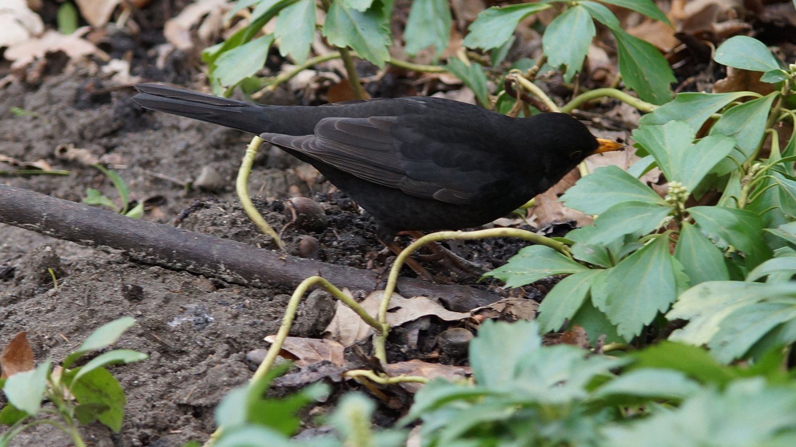 Ich habe das Gefühl, ich werde beobachtet.