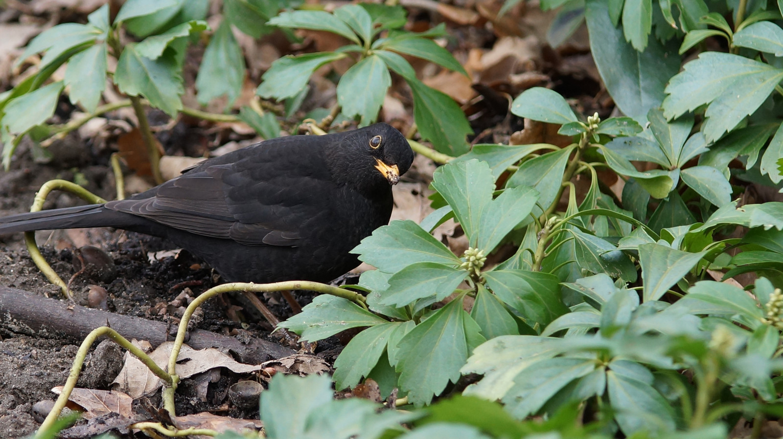 Mein Gefühl täuscht mich doch nicht.