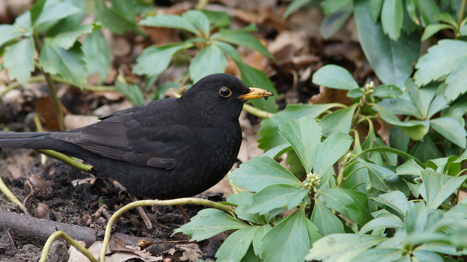 Was will er denn von mir?