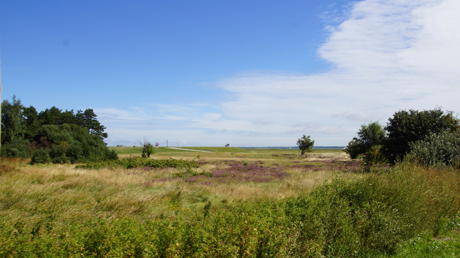 Landschaft auf Hiddensee