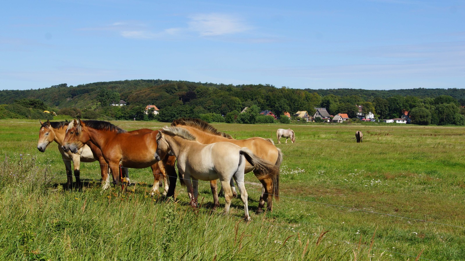 Pferdekoppel auf Hiddensee