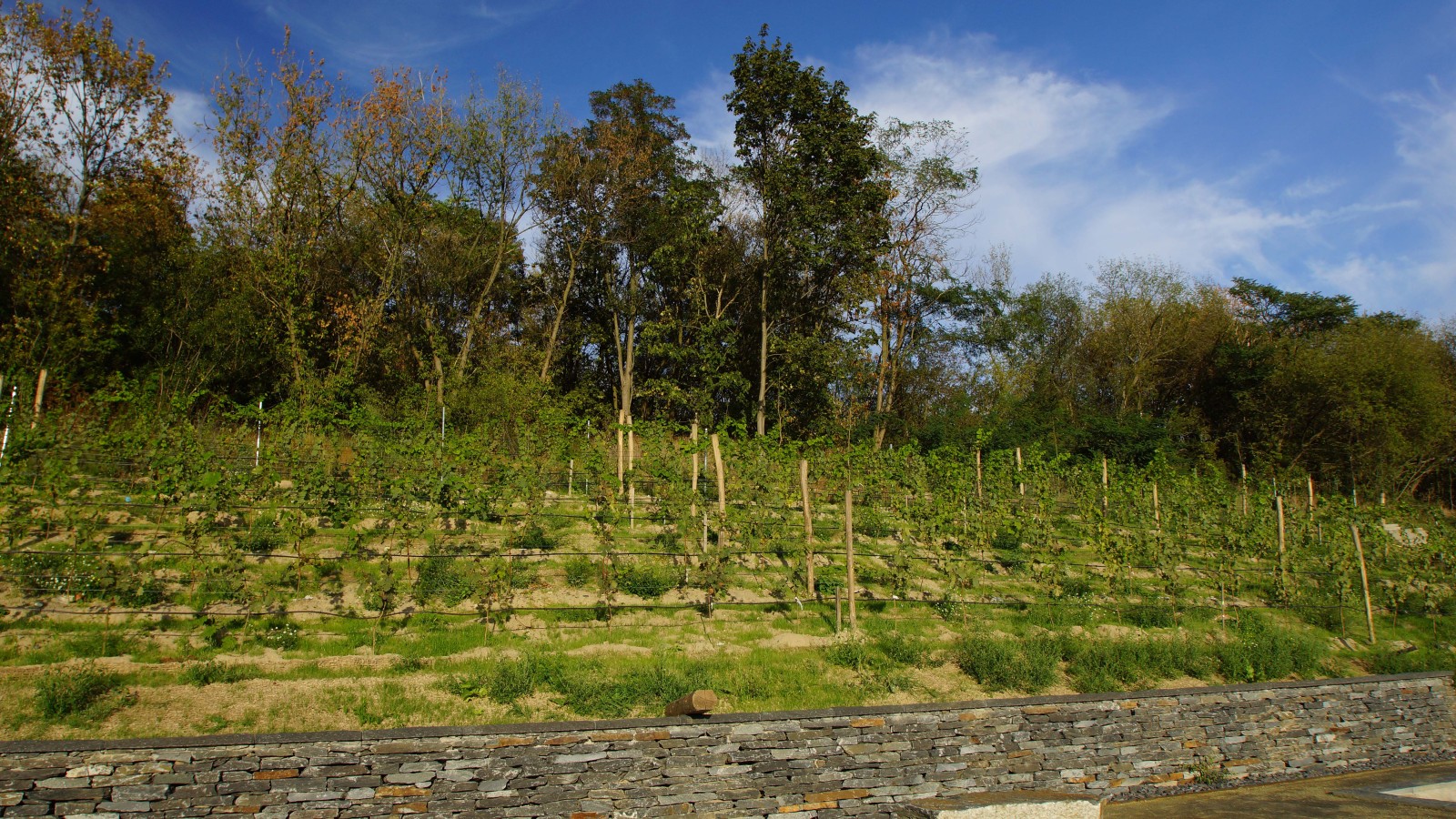 Kienbergterrassen Blick auf die Weinanpflanzungen.