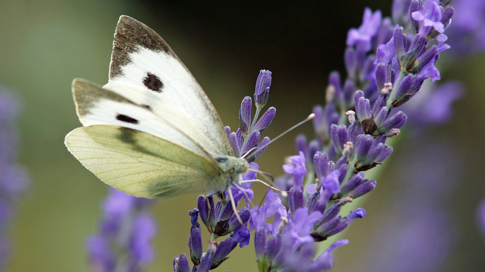 DSC06384