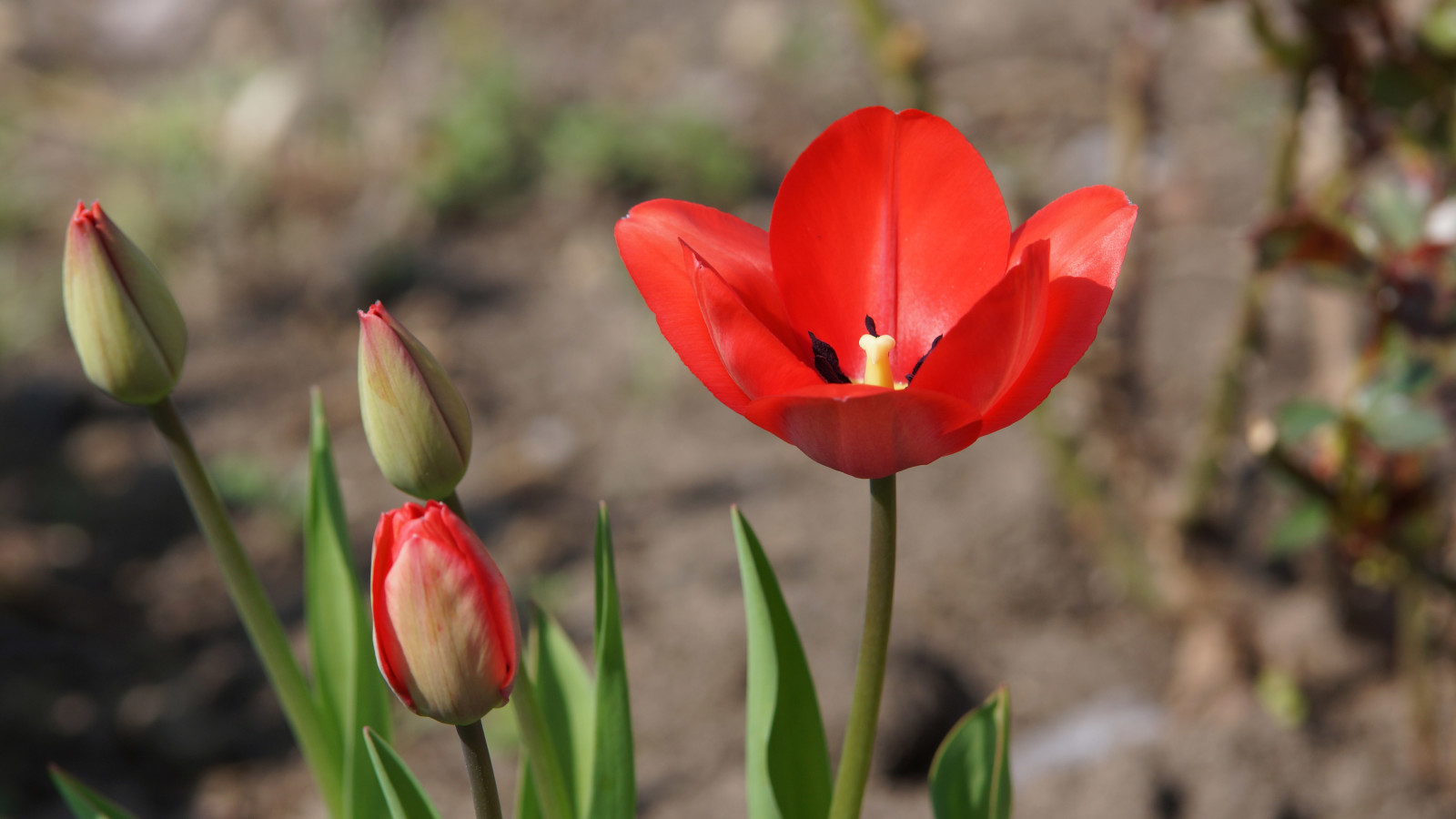 Warum blühen nicht alle Tulpen zur gleichen Zeit?