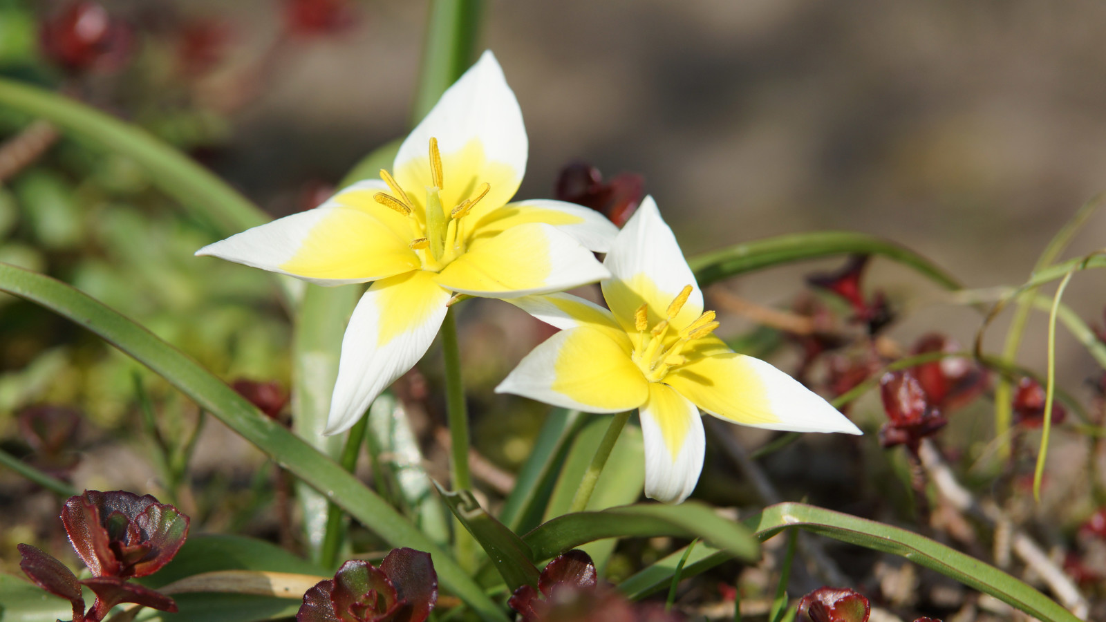 Kaum Kontrast im Foto.