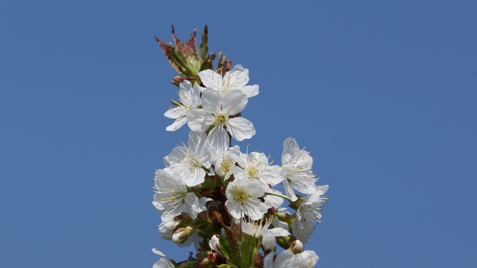Ob dieser Zweig auch soviele Kirschen bringen wird.