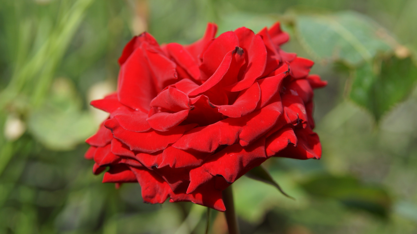DSC07305