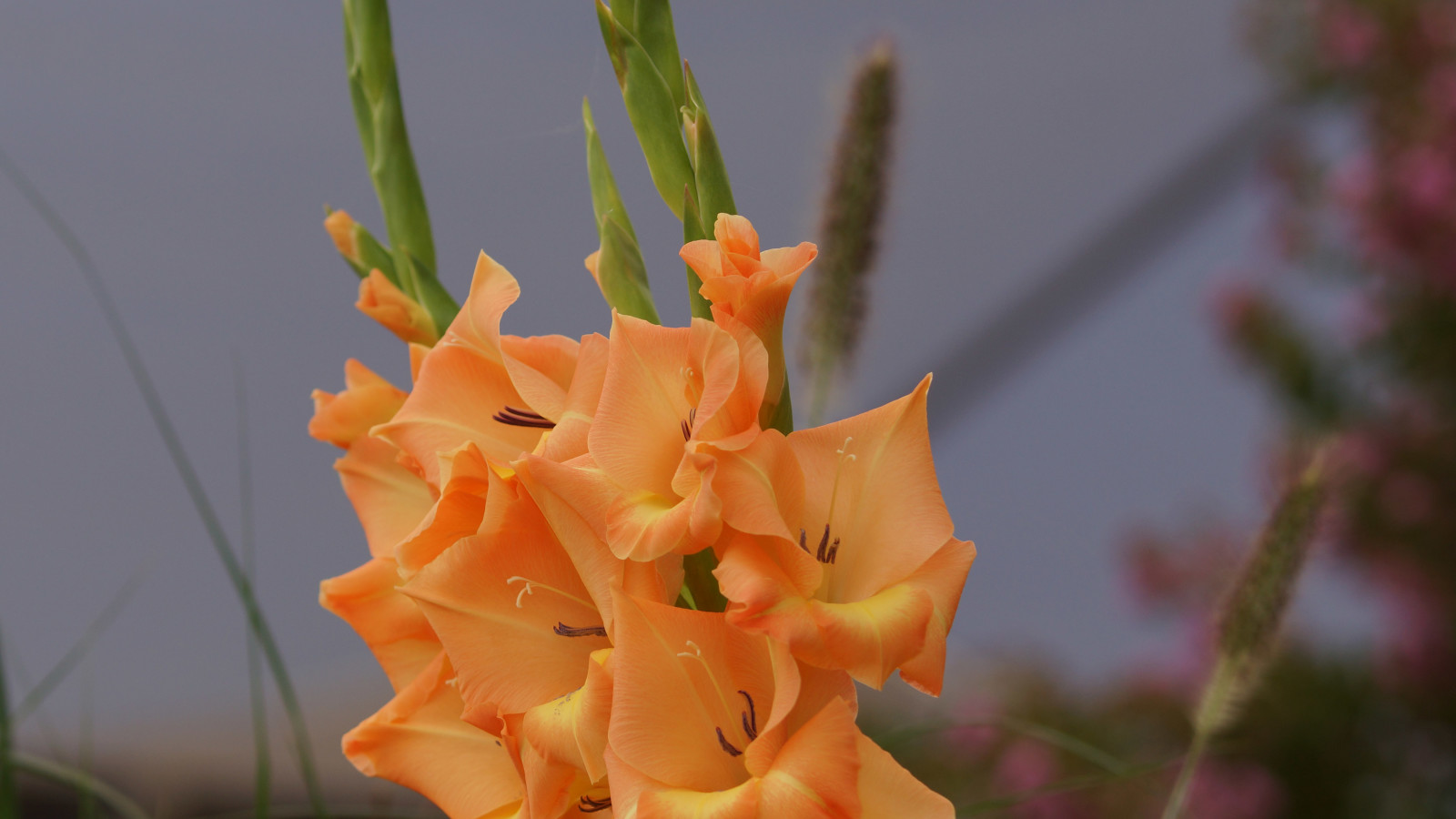 DSC09005