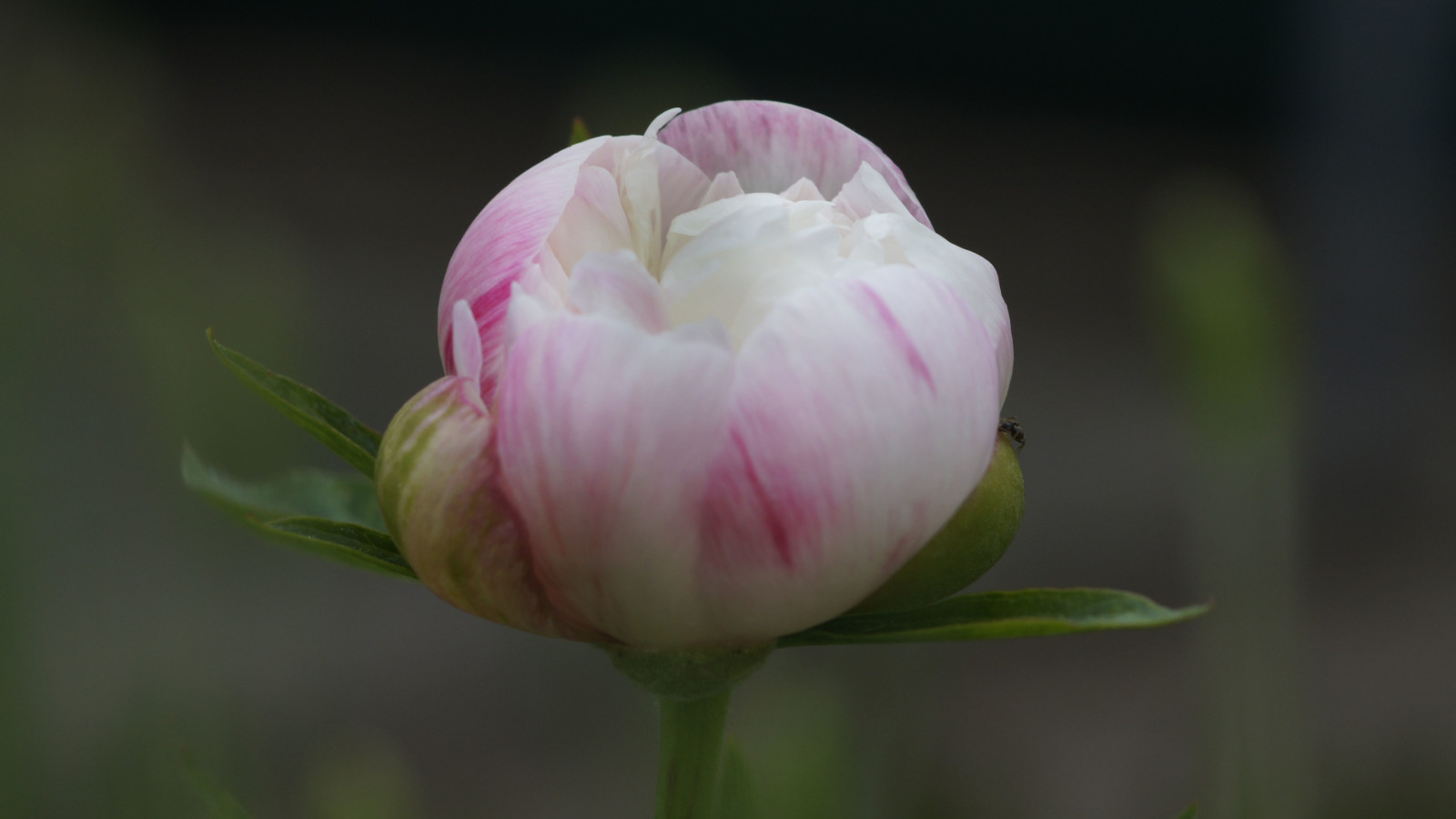 SONY DSC